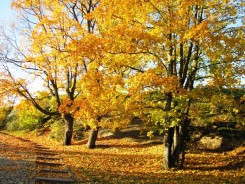 Осень. Жёлтая красота.jpg