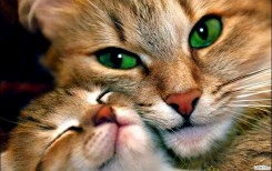 green-eyes-cats-Favim.com-483197.jpg