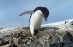 Пингвин-воришка.jpg
