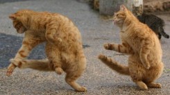 dancer-cat.jpg