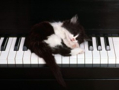 cat-and-piano1.jpg