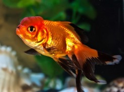 Золотая рыбка.jpeg