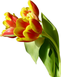 Тюльпаны желто-кр.png