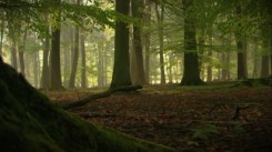 Pulsar «Mystical Forest».jpg