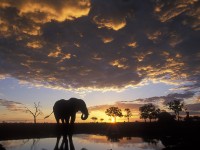 Elephant-Silhouetted-at-Sunset-Chobe-National-Park-Botswana1.jpg