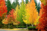 autumn-trees_zpsdbfd38a5.jpg