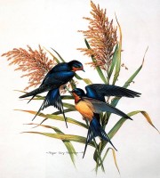 posterlux-peterson_roger_tory-rtp_16_barn_swallows_1973_rogertorypeterson_sqs.jpg