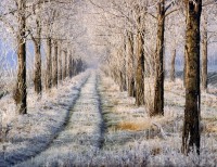 frosty-tree-lined-country-path
