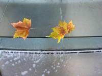 two-maple-leafs.jpg
