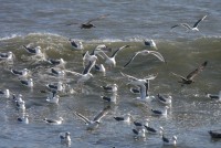 IMG_8720 sea gulls and waves.jpg