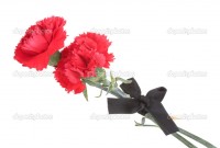depositphotos_10139753-carnations-and-black-ribbon-isolated-on-white