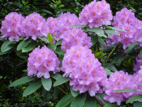 rhododendron_