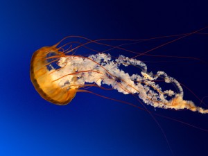 jellyfish---kopiya