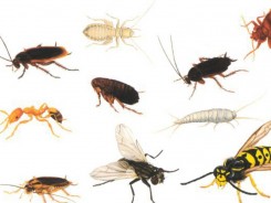 Невидимые соседи: в каждом доме живет по 100 видов насекомых и мелких беспозвоночных