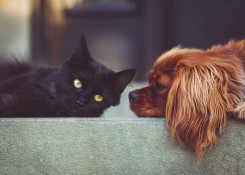 Ученые определили, кто умнее — кошки или собаки