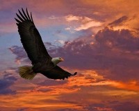 45973-soaring-american-eagle-