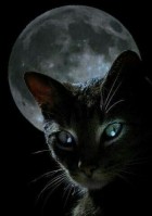 02875d67409358ec392aab2f270d0669c--moonlight-kitty-cats