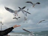 seagull_feed