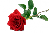 download-single-red-rose-png-pic-393