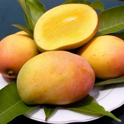 alfonso-–-eto-raznovidnost-mango
