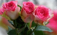 cvety-rosa-kapli-rozy-roza-buton