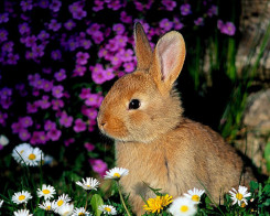 bunny-cute-soft-tender-favim.com-2985374