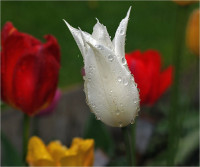 beautiful-pictures-with-dew-drops-08