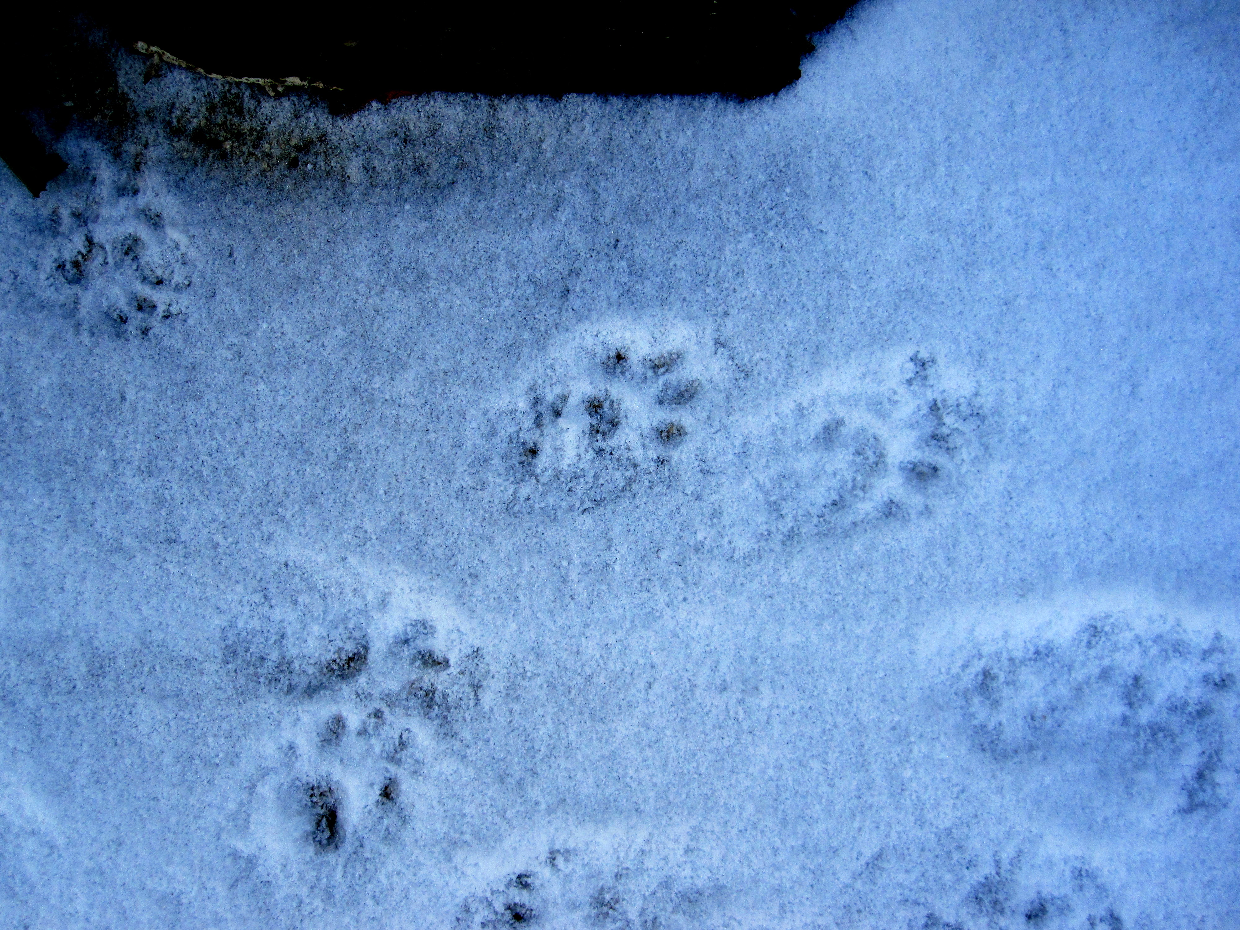 Следы волка на снегу зимой