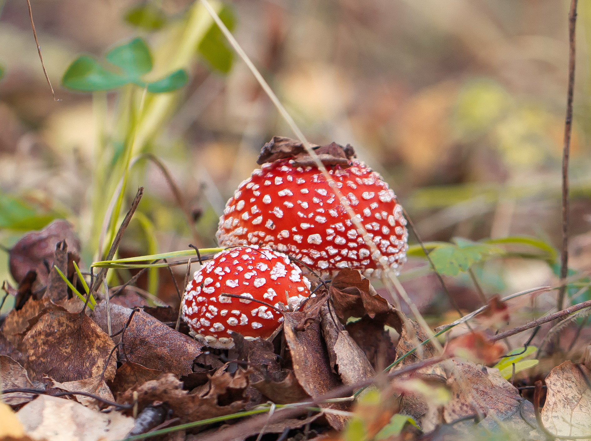 Красивые грибы и их названия
