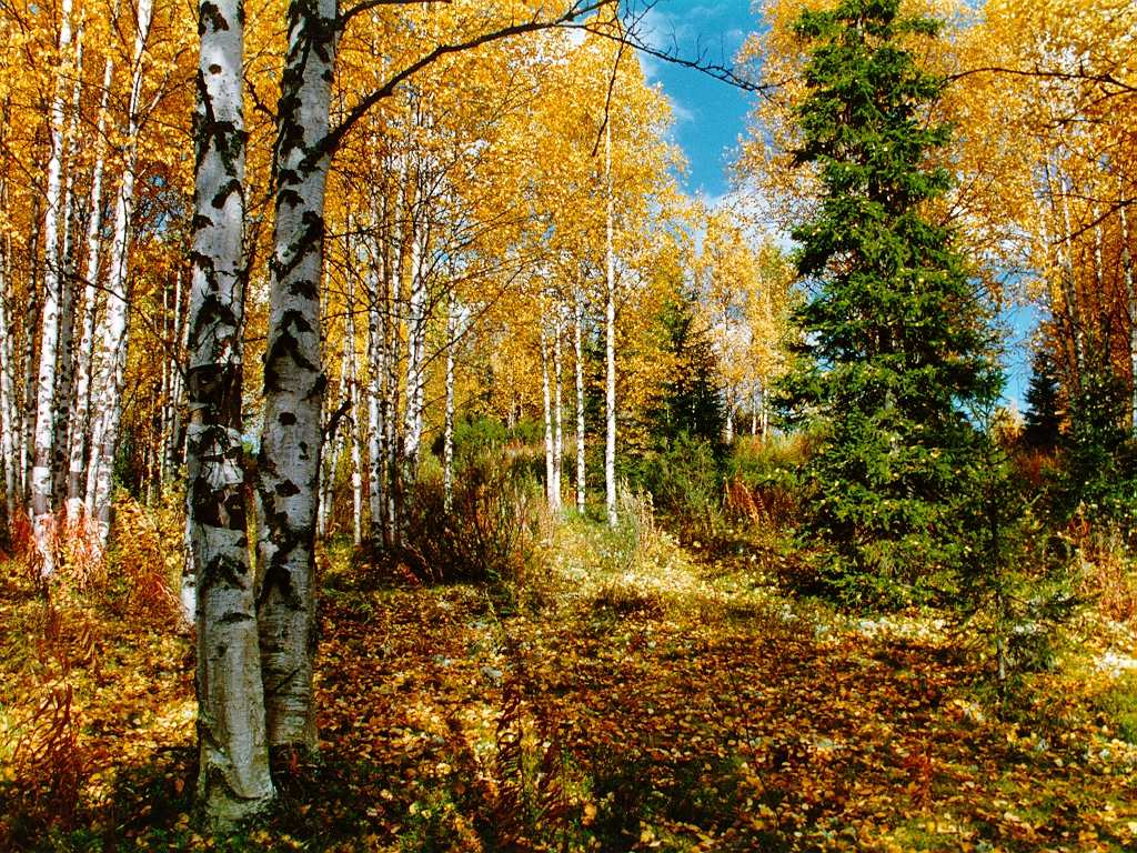 На белый бал берез не соберу. Холодный хор хвои хранит молчанье. Кукушки  крик, как камешек отчаянья, все катится и катится в бору. » Булат Окуджава