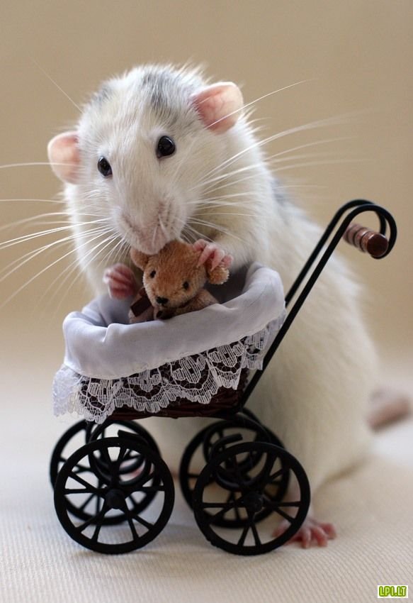 Весёлые крысы от Эллен ван Дилен (Ellen van Deelen) 10
