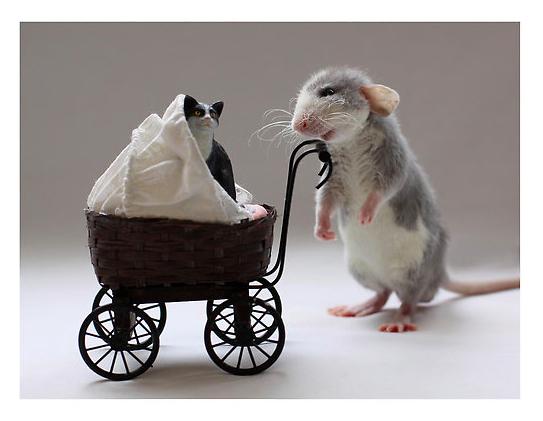 Весёлые крысы от Эллен ван Дилен (Ellen van Deelen) 12