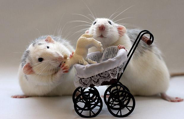Весёлые крысы от Эллен ван Дилен (Ellen van Deelen) 14