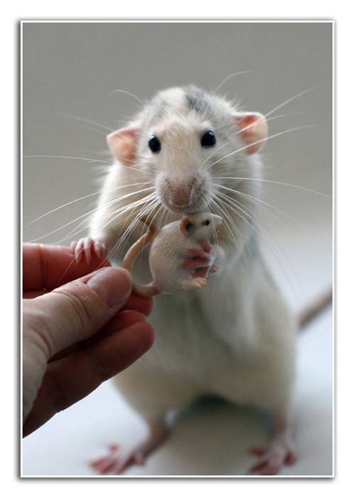 Весёлые крысы от Эллен ван Дилен (Ellen van Deelen) 16