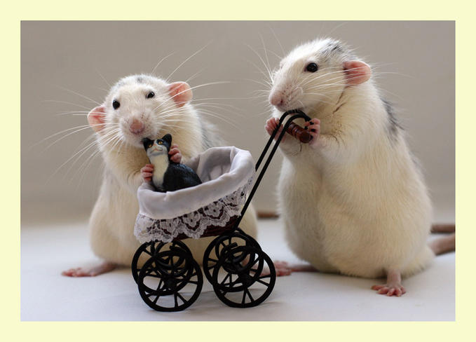 Весёлые крысы от Эллен ван Дилен (Ellen van Deelen) 15