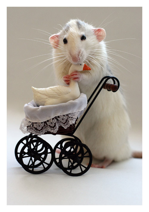 Весёлые крысы от Эллен ван Дилен (Ellen van Deelen) 11