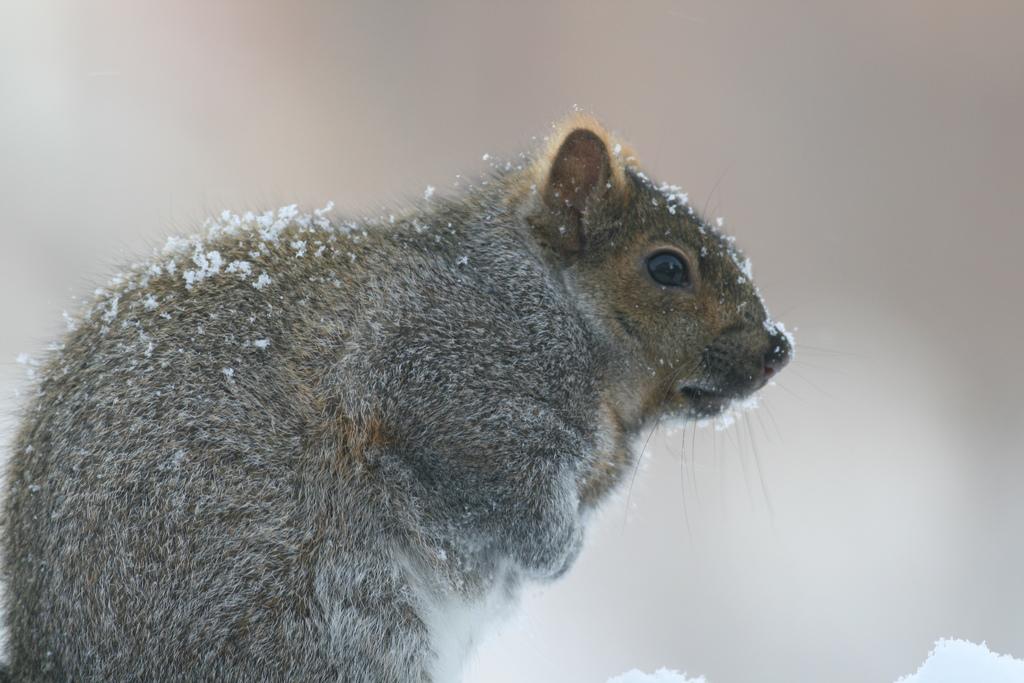 Белки серы. Sciurus carolinensis Grey. Белки в США. Серые белки для перегородки. Белок us-28.