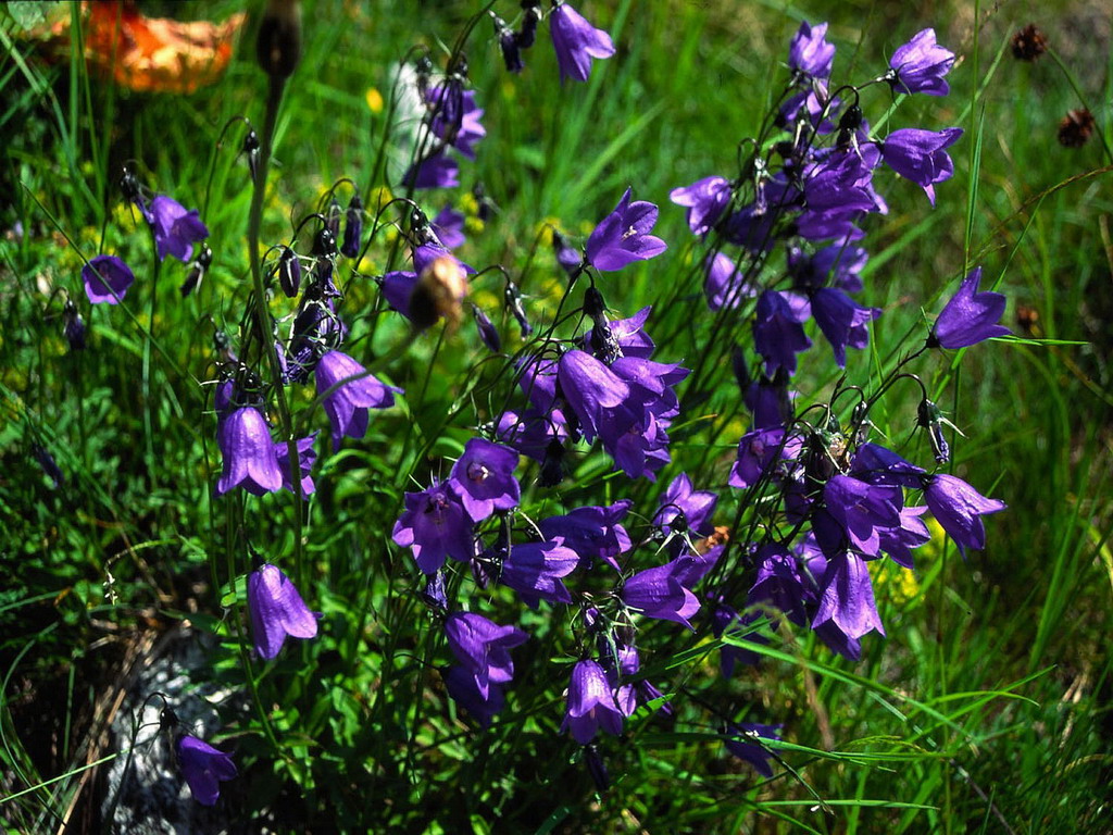 Цветок лесной колокольчик. Колокольчик узколистный. Колокольчик тонколистный полевой. Колокольчик круглолистный Лавендер. Колокольчик(Campanula) Iris.