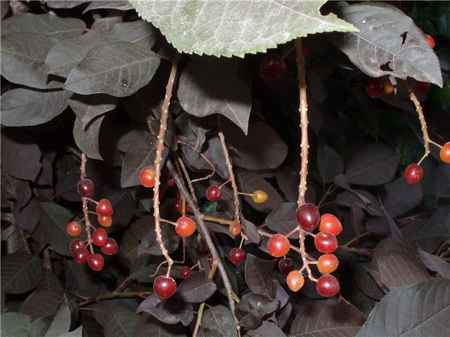 Краснолистная форма черёмухи с очень насыщенным тёмно-красными листьями