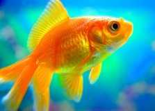 Золотая рыбка пусть всегда будет под рукой.