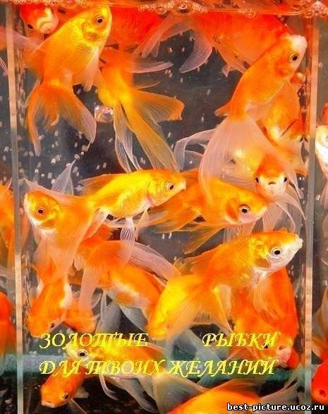 золотые рыбки.jpg
