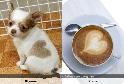 Забавные сходства щенок - кофе