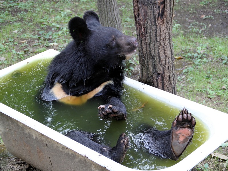 Медведь купается. Медвежонок в ванной. Медвежонок купается. Медведь купается в ванне.