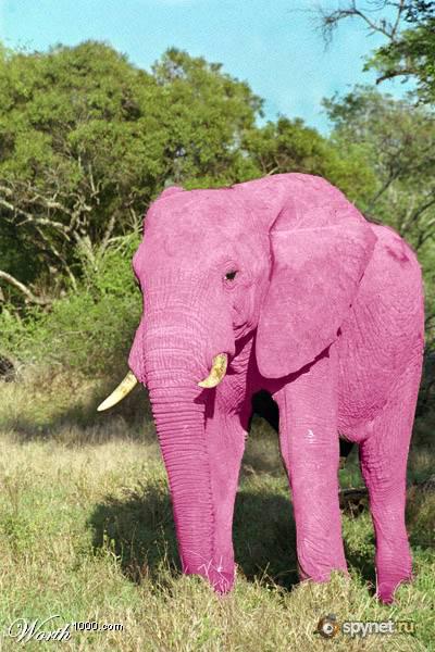 Просто Розовый слон