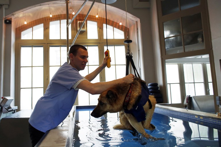 Реабилитация собаки после операции. Реабилитационный центр для животных. Реабилитация собак. Гидротерапия для собак. Центр реабилитации собак.