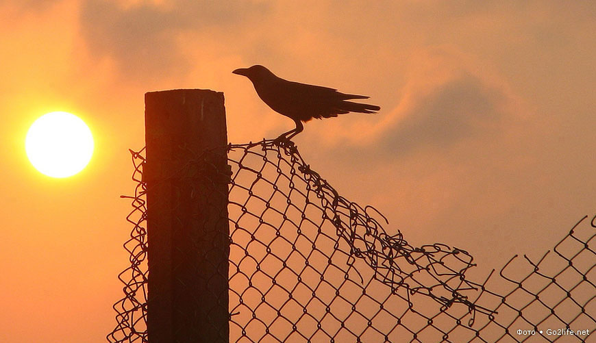 Crow island