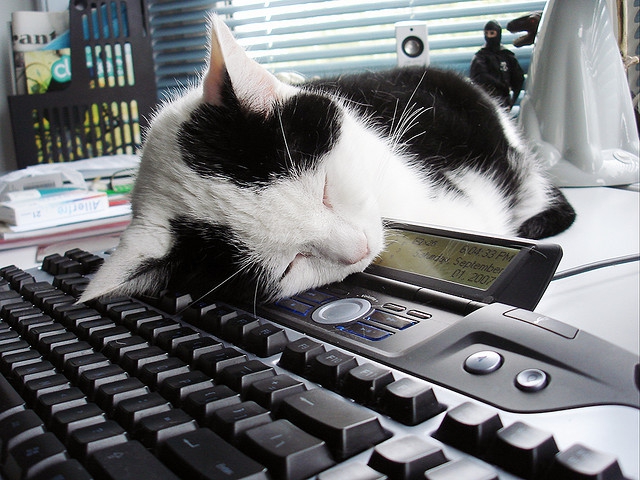Кот спит на клавиатуре фото
