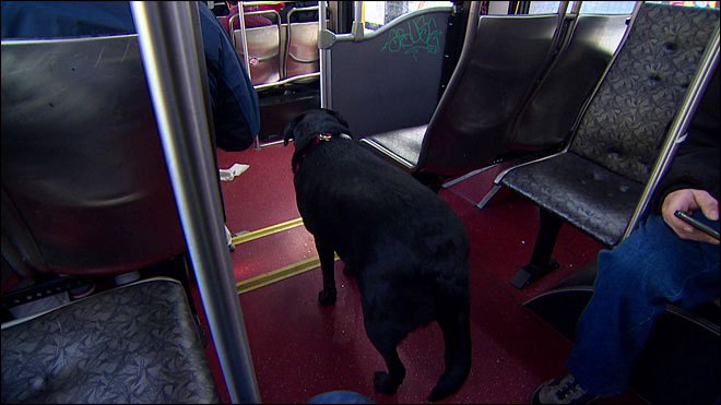 Можно с собакой в автобус. Собака в автобусе. Щенок в автобусе. Собака ездит в автобусе. Пес в маршрутке.