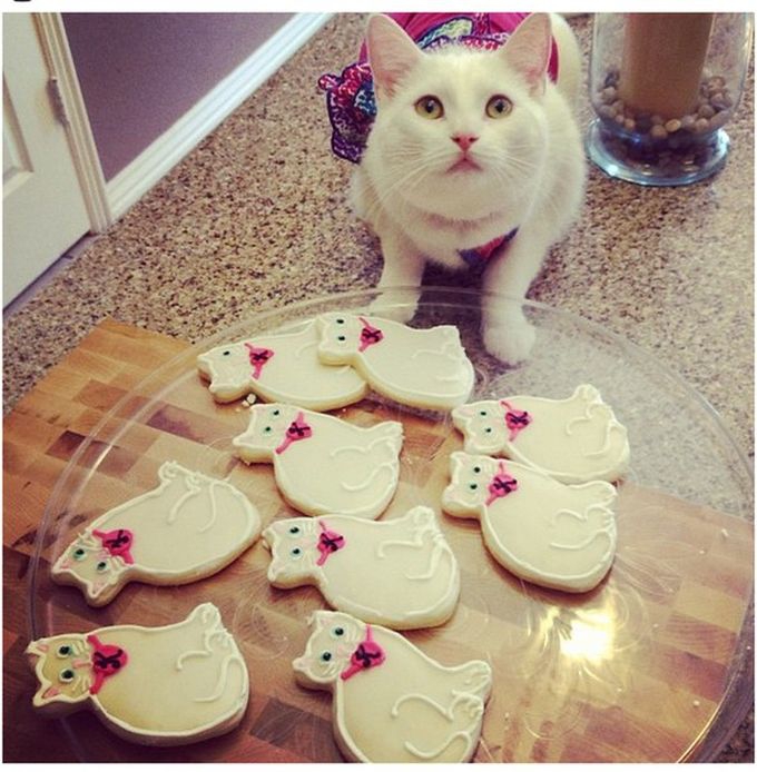 Кошкам можно печенье