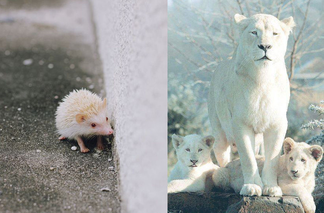 Гибель животных альбиносов в дикой природе. Ирбис альбинос. Коала альбинос. Леопард альбинос. Ягуар альбинос.